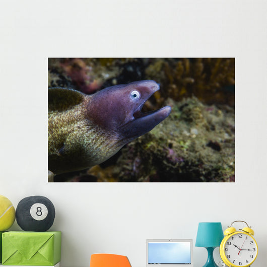White-eyed Moray Eel Malaysia Open Mouth Wall Decal