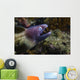 White-eyed Moray Eel Malaysia Open Mouth Wall Decal