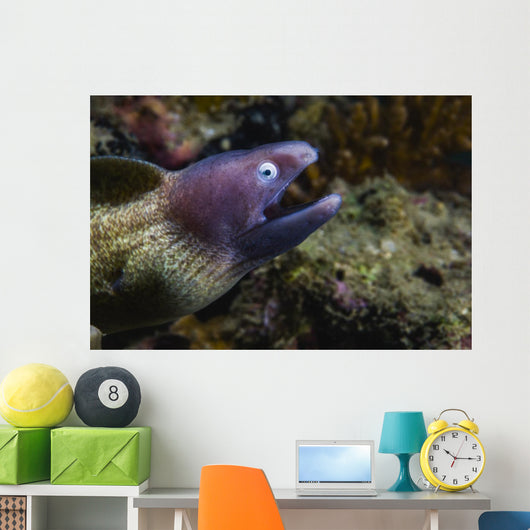 White-eyed Moray Eel Malaysia Open Mouth Wall Decal