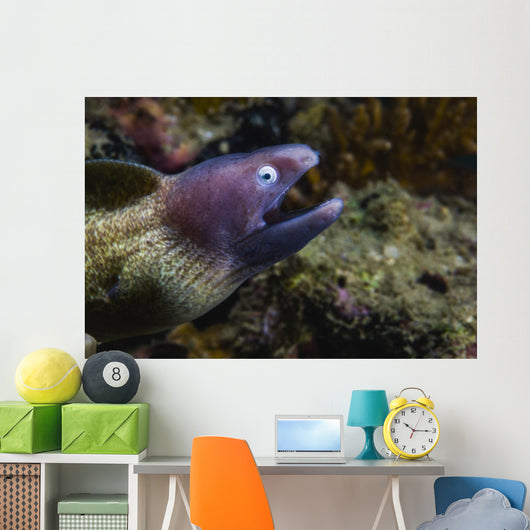 White-eyed Moray Eel Malaysia Open Mouth Wall Decal