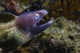 White-eyed Moray Eel Malaysia Open Mouth Wall Decal