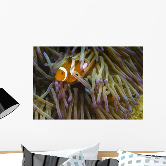 False Clownfish Their Anemone Wall Decal