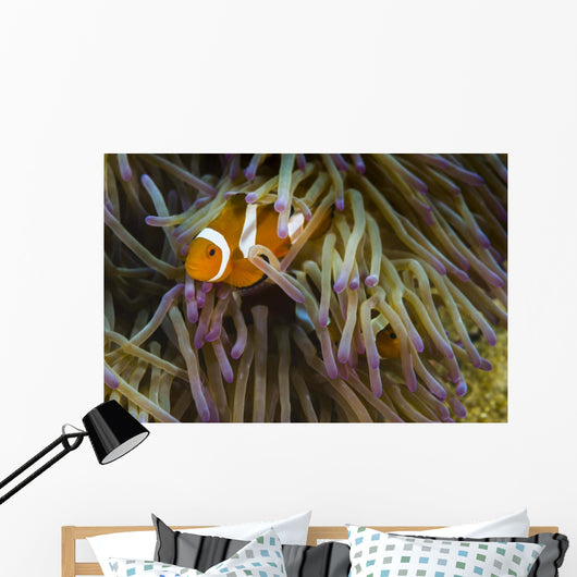 False Clownfish Their Anemone Wall Decal