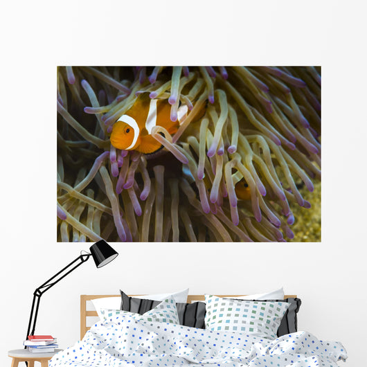 False Clownfish Their Anemone Wall Decal