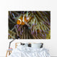 False Clownfish Their Anemone Wall Decal