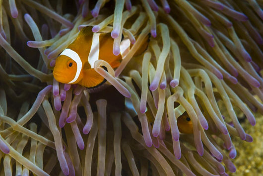 False Clownfish Their Anemone Wall Decal