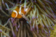False Clownfish Their Anemone Wall Decal