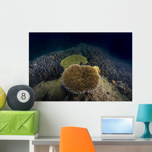 Coral Reef Malaysia Wall Decal