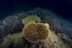 Coral Reef Malaysia Wall Decal