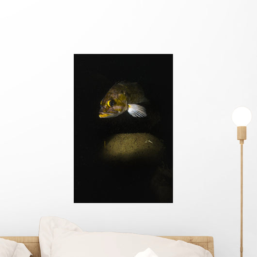 Kelp Rockfish Hood Canal Wall Decal