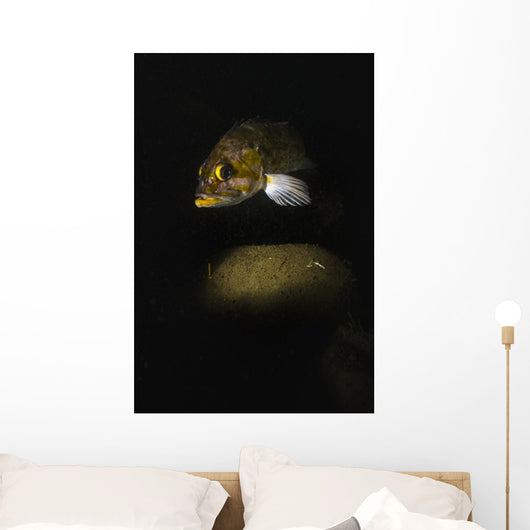 Kelp Rockfish Hood Canal Wall Decal