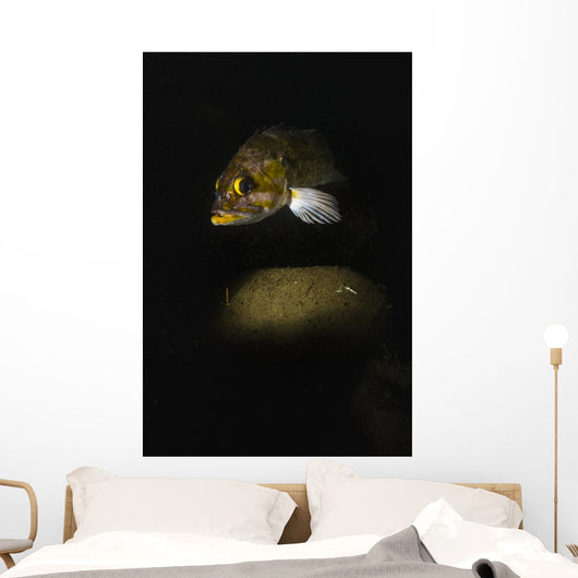 Kelp Rockfish Hood Canal Wall Decal