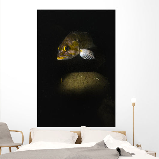 Kelp Rockfish Hood Canal Wall Decal