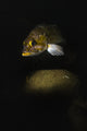 Kelp Rockfish Hood Canal Wall Decal
