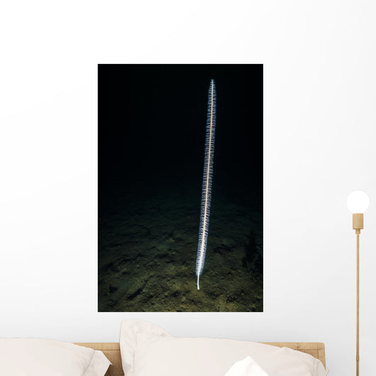 Sea Whip Hood Canal Wall Decal
