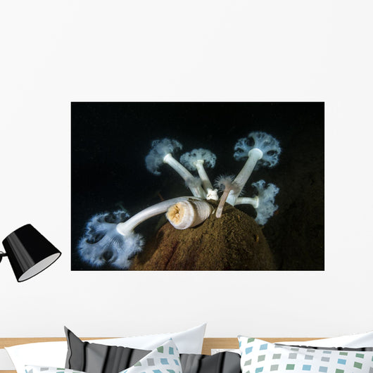 Giant Plumose Anemone Hood Horizontal Wall Decal