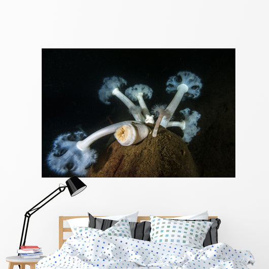 Giant Plumose Anemone Hood Horizontal Wall Decal