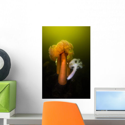 Giant Plumose Anemone Hood Wall Decal