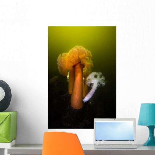 Giant Plumose Anemone Hood Wall Decal