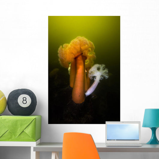 Giant Plumose Anemone Hood Wall Decal