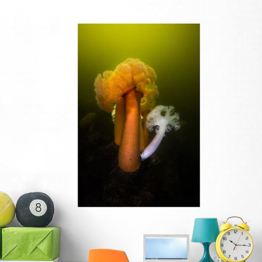 Giant Plumose Anemone Hood Wall Decal