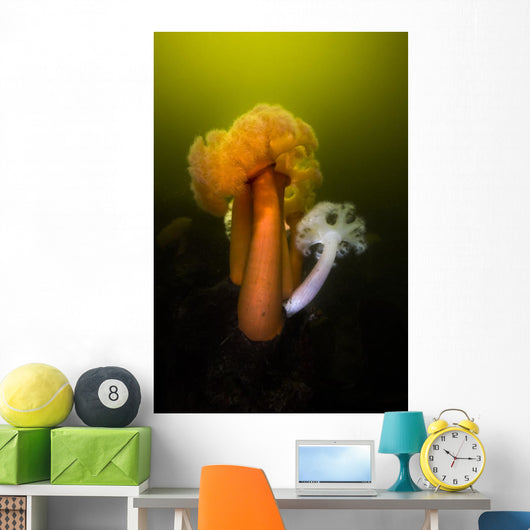 Giant Plumose Anemone Hood Wall Decal