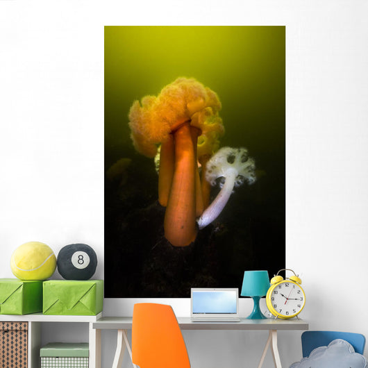 Giant Plumose Anemone Hood Wall Decal