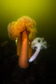 Giant Plumose Anemone Hood Wall Decal