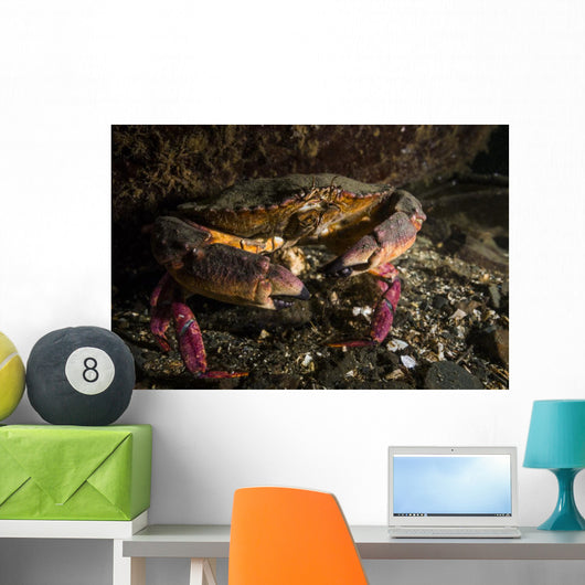 Rock Crab Hood Canal Wall Decal