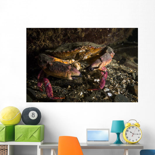 Rock Crab Hood Canal Wall Decal