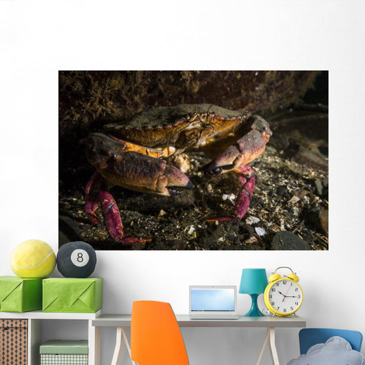 Rock Crab Hood Canal Wall Decal
