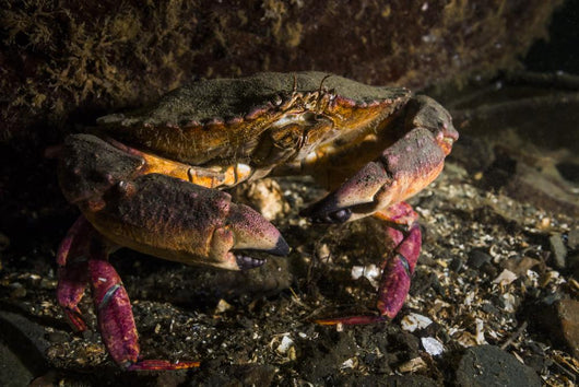 Rock Crab Hood Canal Wall Decal