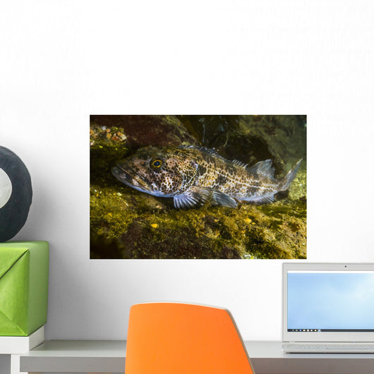 Lingcod Hood Canal Puget Wall Decal