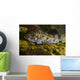 Lingcod Hood Canal Puget Wall Decal