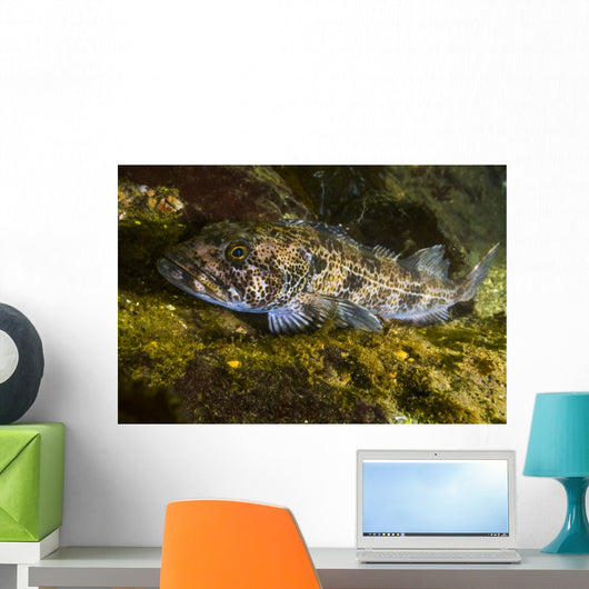 Lingcod Hood Canal Puget Wall Decal