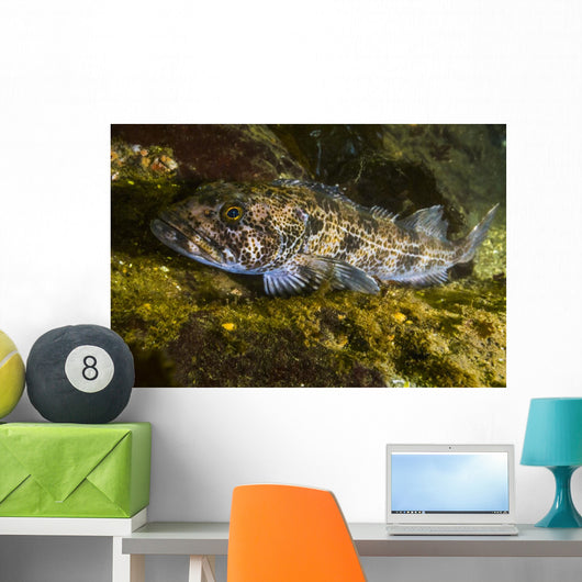 Lingcod Hood Canal Puget Wall Decal