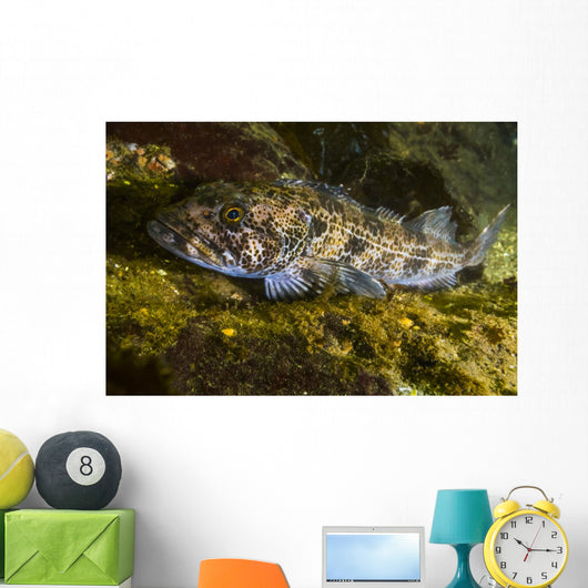 Lingcod Hood Canal Puget Wall Decal