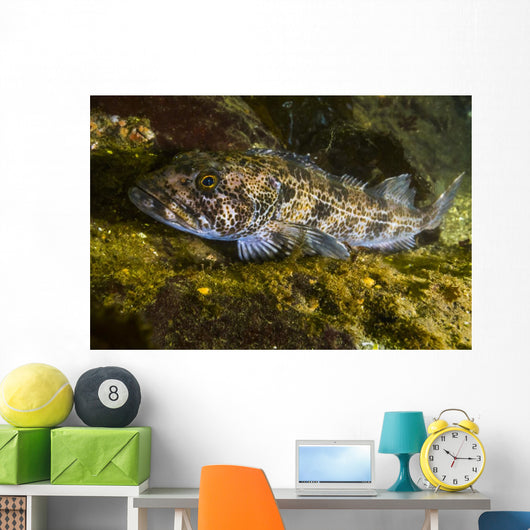 Lingcod Hood Canal Puget Wall Decal