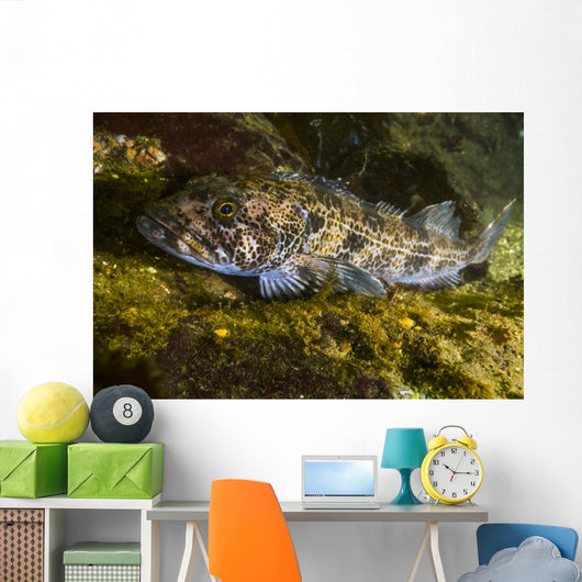 Lingcod Hood Canal Puget Wall Decal