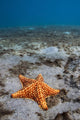 Starfish near Blue Heron Wall Decal
