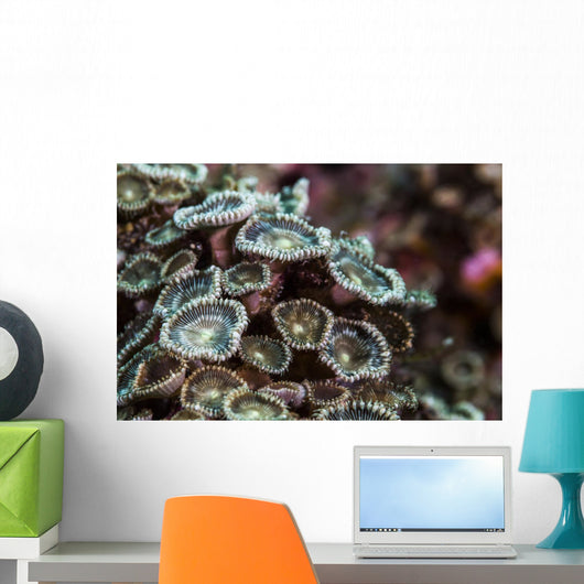 Macro Look Coral Reef Wall Decal