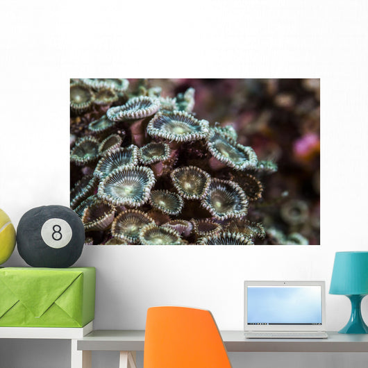 Macro Look Coral Reef Wall Decal