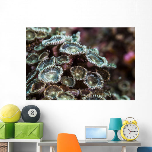 Macro Look Coral Reef Wall Decal