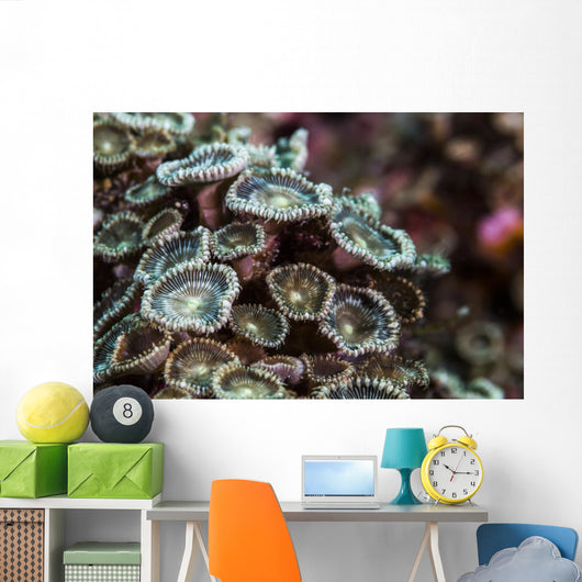 Macro Look Coral Reef Wall Decal