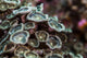 Macro Look Coral Reef Wall Decal