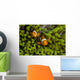 False Clown Anemonefish Hide Wall Decal