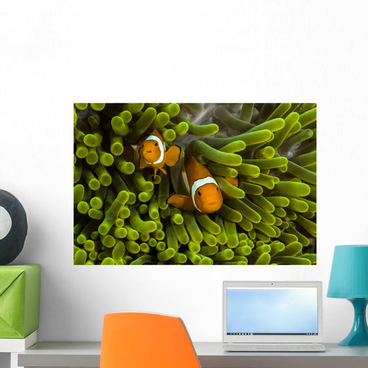 False Clown Anemonefish Hide Wall Decal