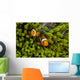 False Clown Anemonefish Hide Wall Decal