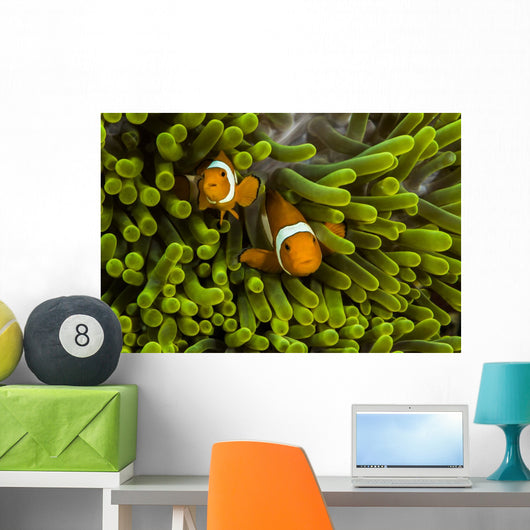 False Clown Anemonefish Hide Wall Decal
