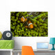 False Clown Anemonefish Hide Wall Decal